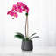 Orchid Floral Arrangements in Planter-1590144162