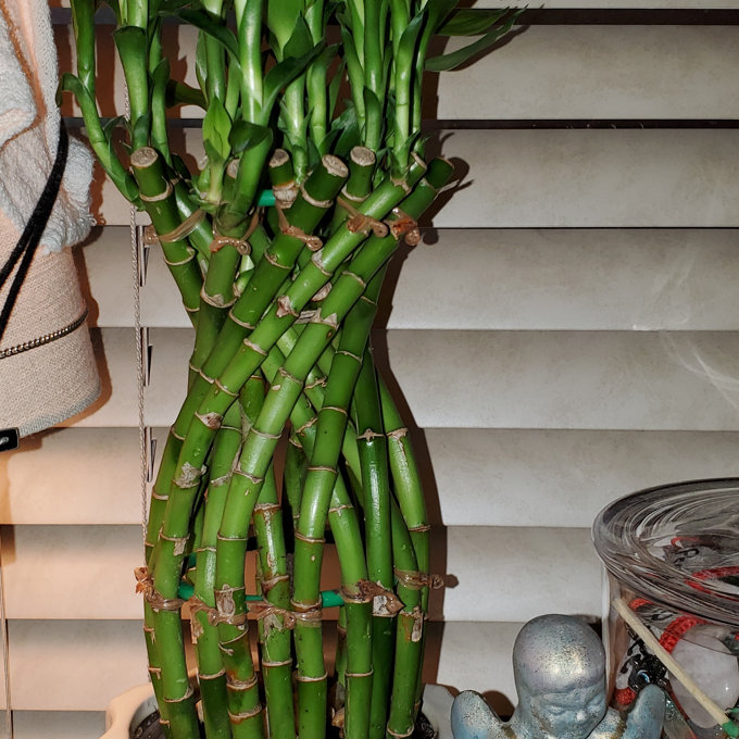 Costa Farms Indoor Lucky Bamboo House Plant in 6-inch Dcor Pot & Reviews |  Wayfair