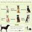 Portable Dog House