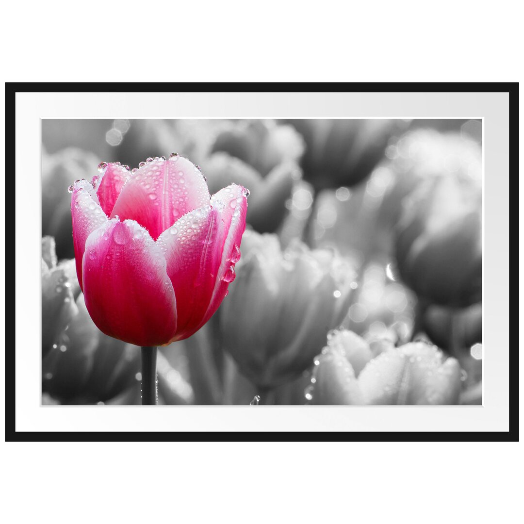 Gerahmtes Poster Tulpen im Morgentau