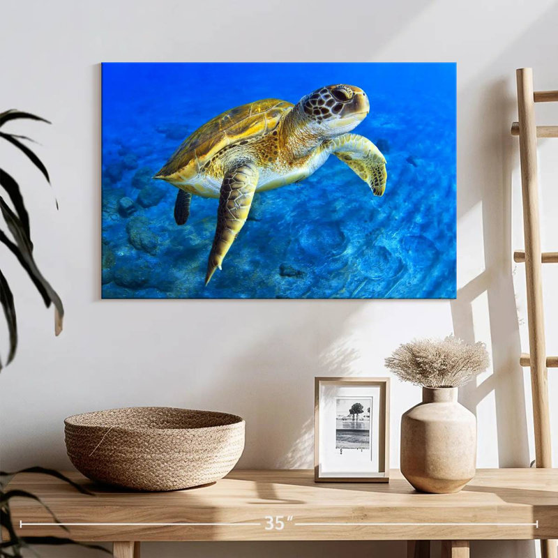 Brampt Sea Turtle Explorer, 16" H x 24" W