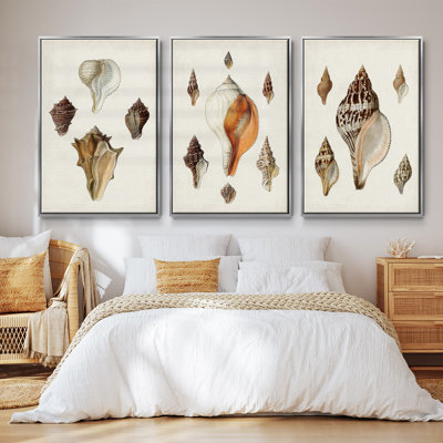 Sowerby Shells IV, ensemble de 3 toiles encadrées sur toile
