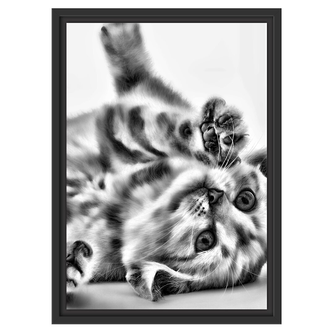 Gerahmtes Wandbild Kleine Katze