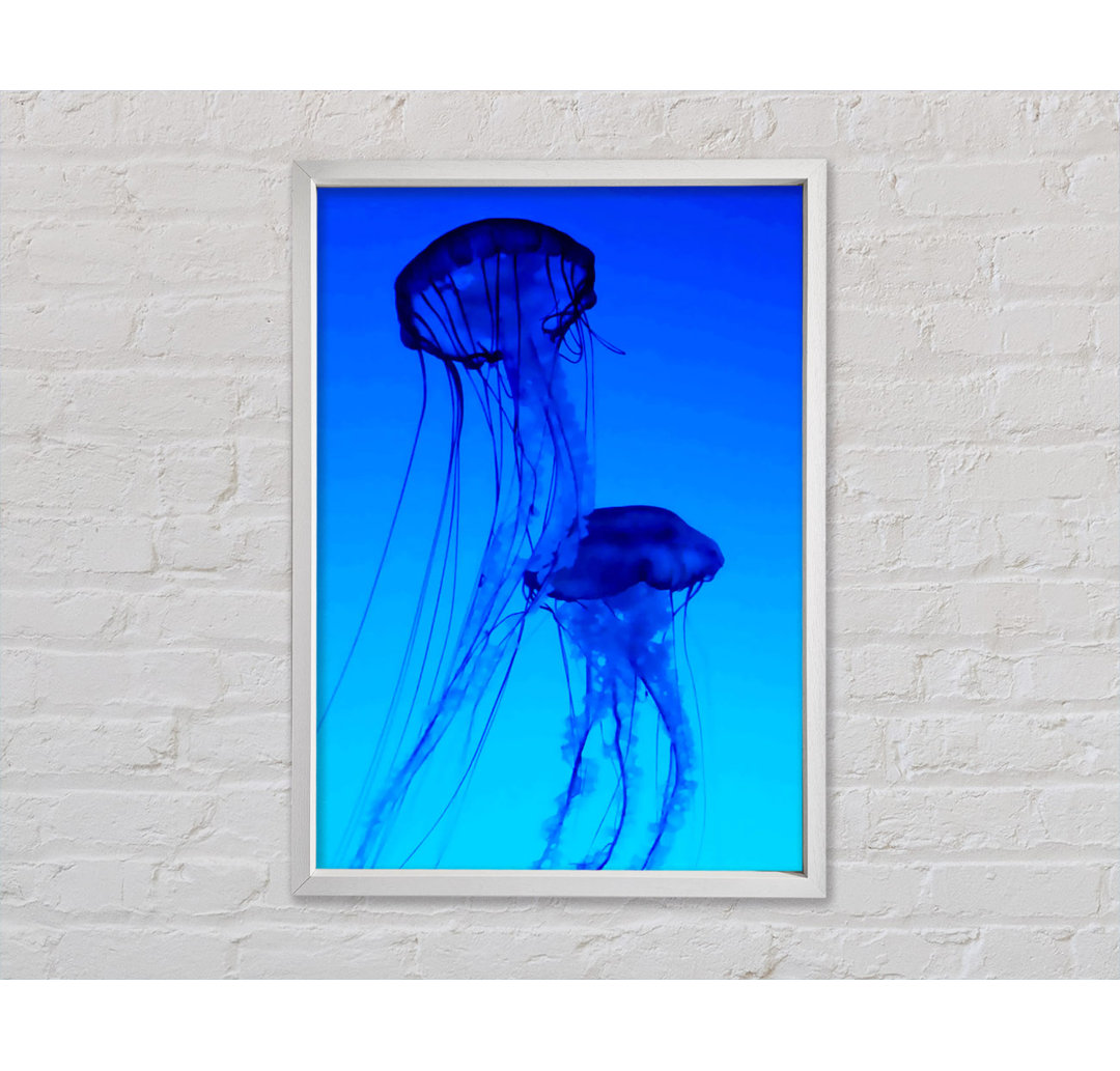 Jellyfish Duo - Druck