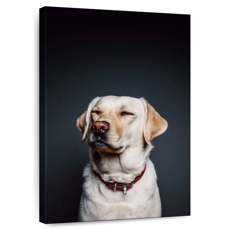 Brampt loufoque le Labrador, H 48 po x l 32 po