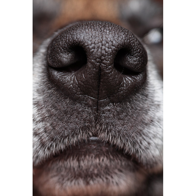 Dogs Nose by Brianasmussen, 30'' H x 20'' W