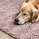 Annisha Performance Indoor Rug
