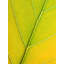 Autumn Leaf by Philippe Monthoux-65800853-132454885