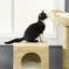 Tour à chat