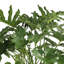 Selloum in Nursery Pot