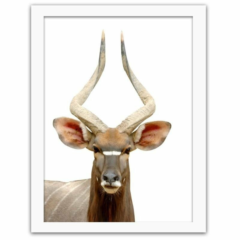 Gerahmtes Poster Antelope