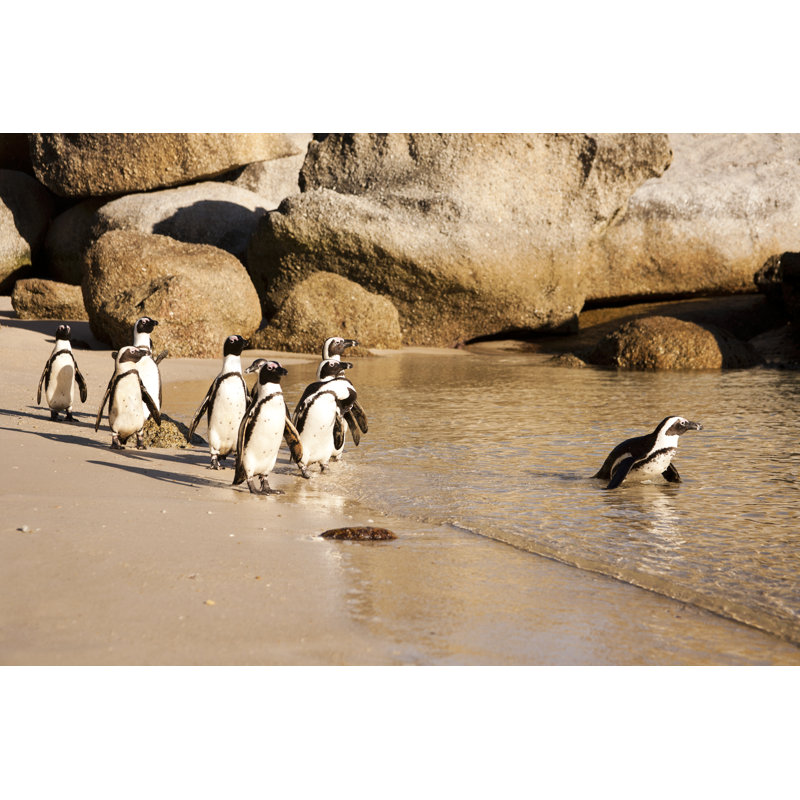 Lehani Penguin, Cape Town 1 Piece Wrapped Canvas Wall Art, 30cm H x 46cm W x 3.8cm D
