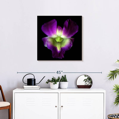 Harnek Solo Orchid