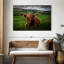 Vache Highland Brampt-107683292
