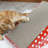 Elijah 10.8 " H Cat Scratching Post