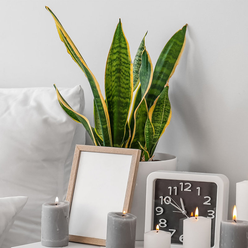 Golden Edge Sansevieria Snake Plant in 6-Inch Pot