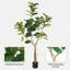 71.58 " H Faux Pothos Tree in Plastic Pot