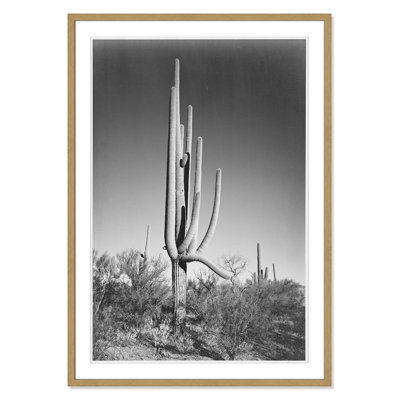 Saguaro National Monument Print by Ansel Adams