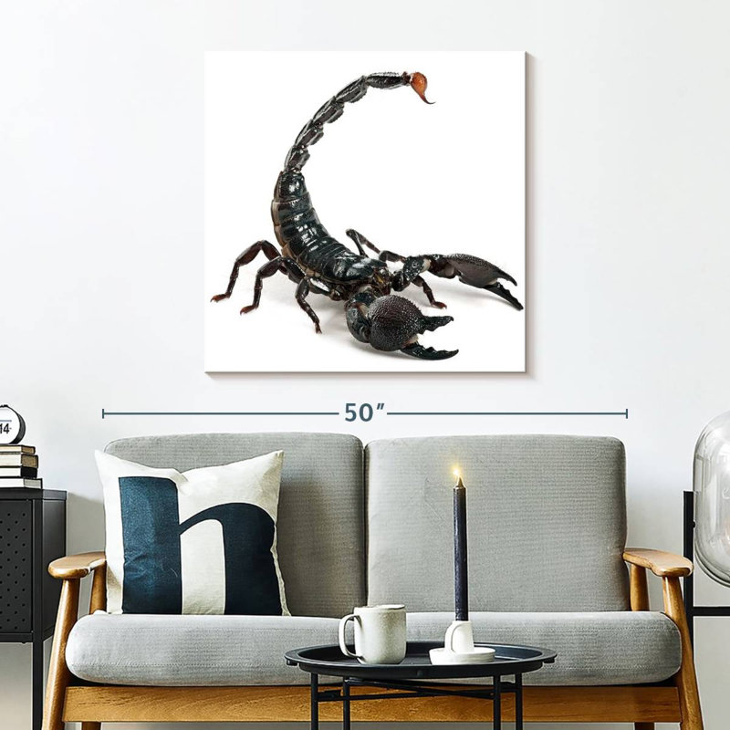 Crowle Scorpion, 30" H x 30" W