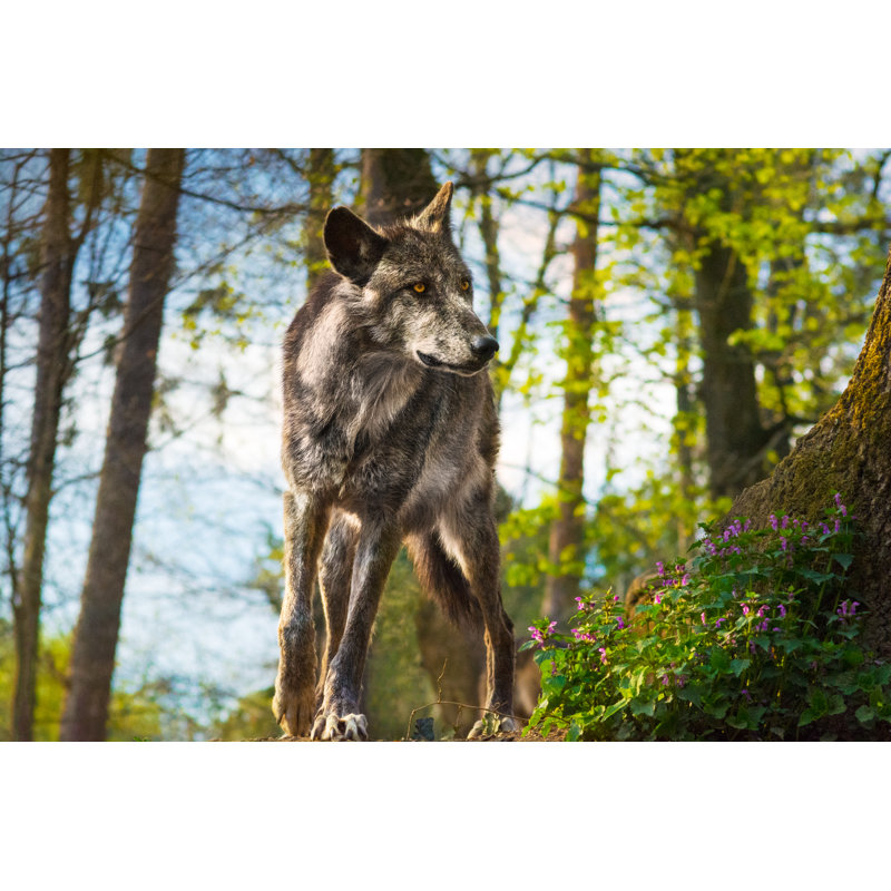 Wolf Running In Forest by Zocha_K - Print, 51cm H x 76cm W