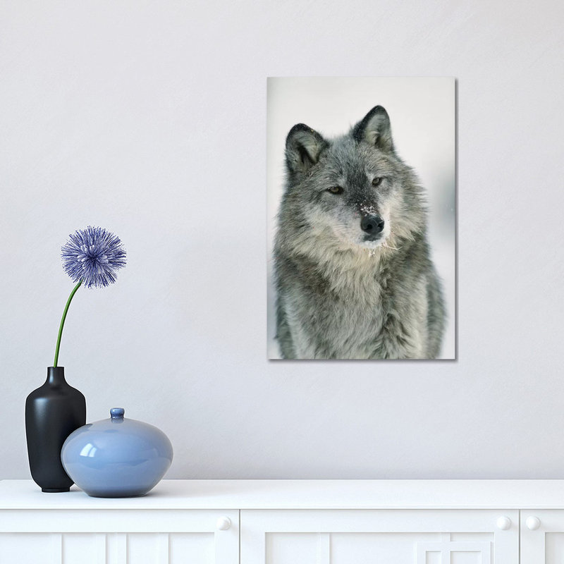 Timber Wolf With Snow On Muzzle, Montana by Tim Fitzharris - Wrapped Canvas Print, 30.48 cm H x 45.72 cm W
