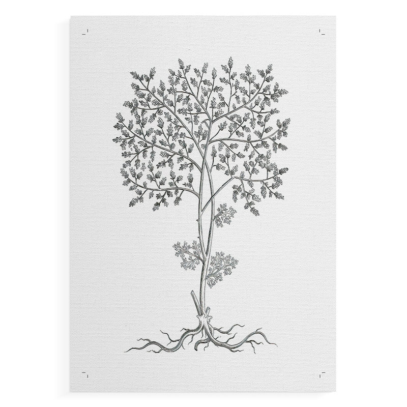 Échantillon de plante B&W IV - Impression sur toile seulement - NON-CADRE, H 60 po x l 40 po
