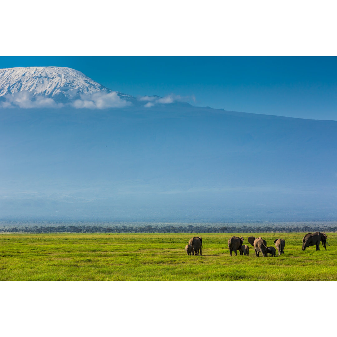 Kilimanjaro und Elefanten Familie von slide - Leinwandbild