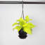 Live Neon Pothos Plant in Hanging Pot