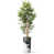 Tree Wood Gray