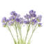 Pack of 6 x 60cm Purple Starflower Stem