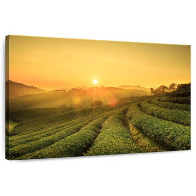 Alvord Chiang Rai Tea Plantation