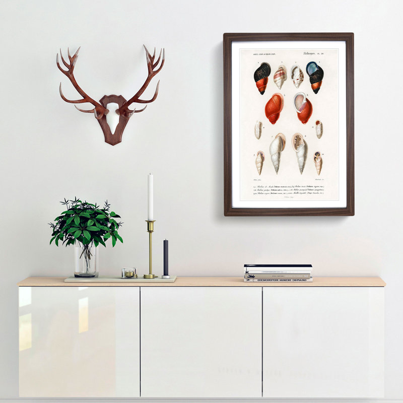 Mollusc Shell Illustrations PL. 20 by Charles D' Orbigny - Framed Print, Walnut Framed, 36cm H x 27cm W x 2cm D