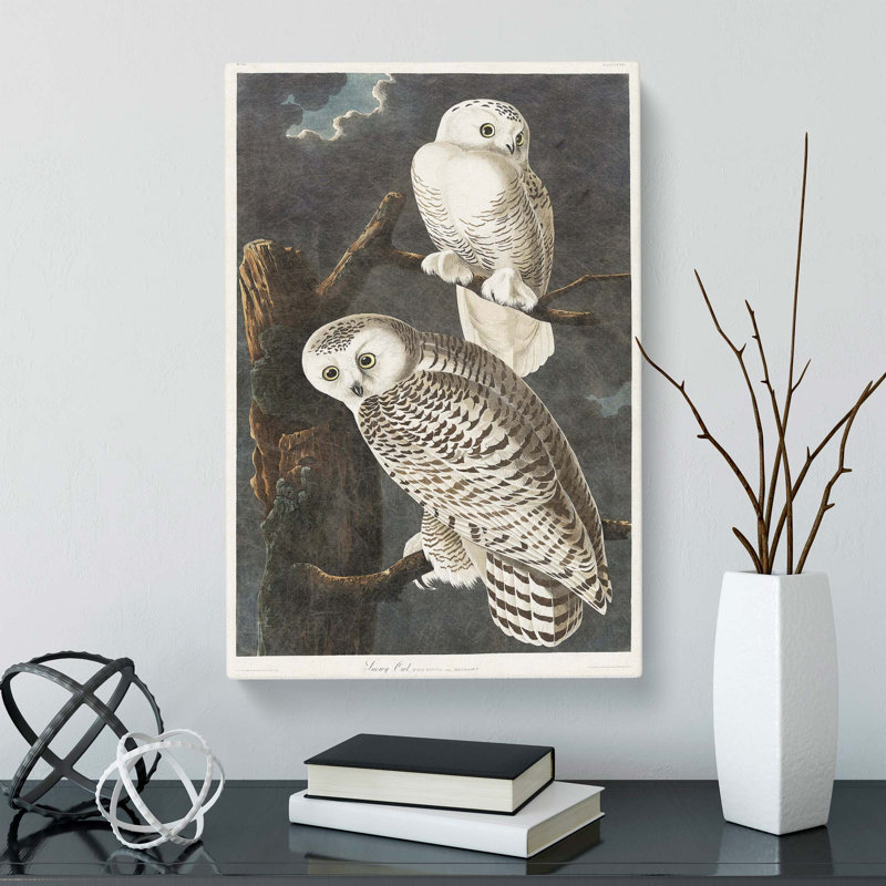 Snowy Owls by John Audubon - Wrapped Canvas, 60cm H x 40cm W x 3cm D