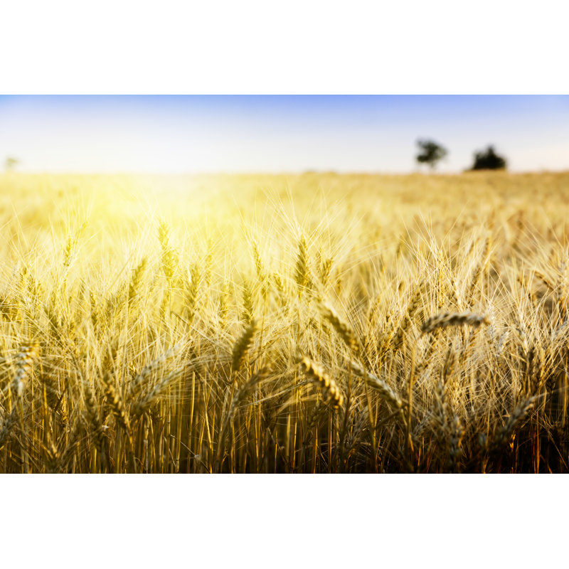 Wheat Field sous Cloudscape - Photographie sur toile tendue, H 8 po x l 12 po