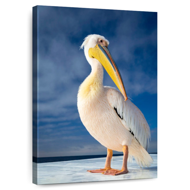 Brampt Shy Pelican, 48" H x 32" W