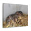 «Group of Bandicoots Snuggled Together», reproduction d'art mural-576459364