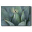 Agave bleue, toile tendue I-Gallery-352215822