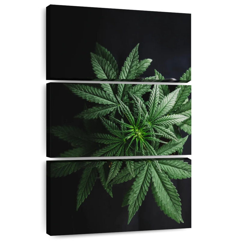 Feuilles de marihuana