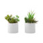 Ensemble de 2 plantes artificielles succulentes, cailloux, pot blanc, 7 po