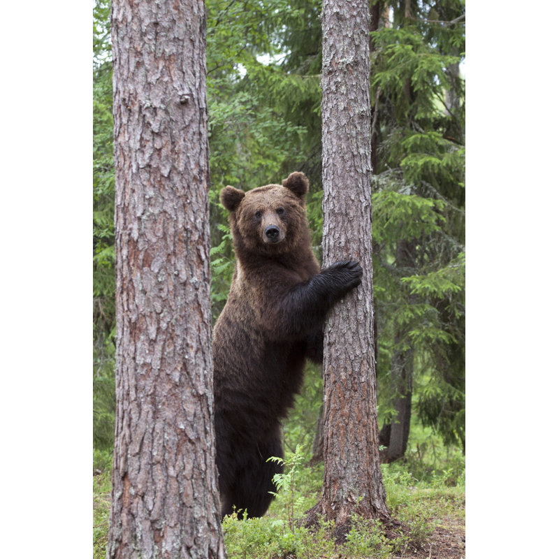 Large Brown Bear by Pum_eva - Wrapped Canvas Print, 122cm H x 81cm W