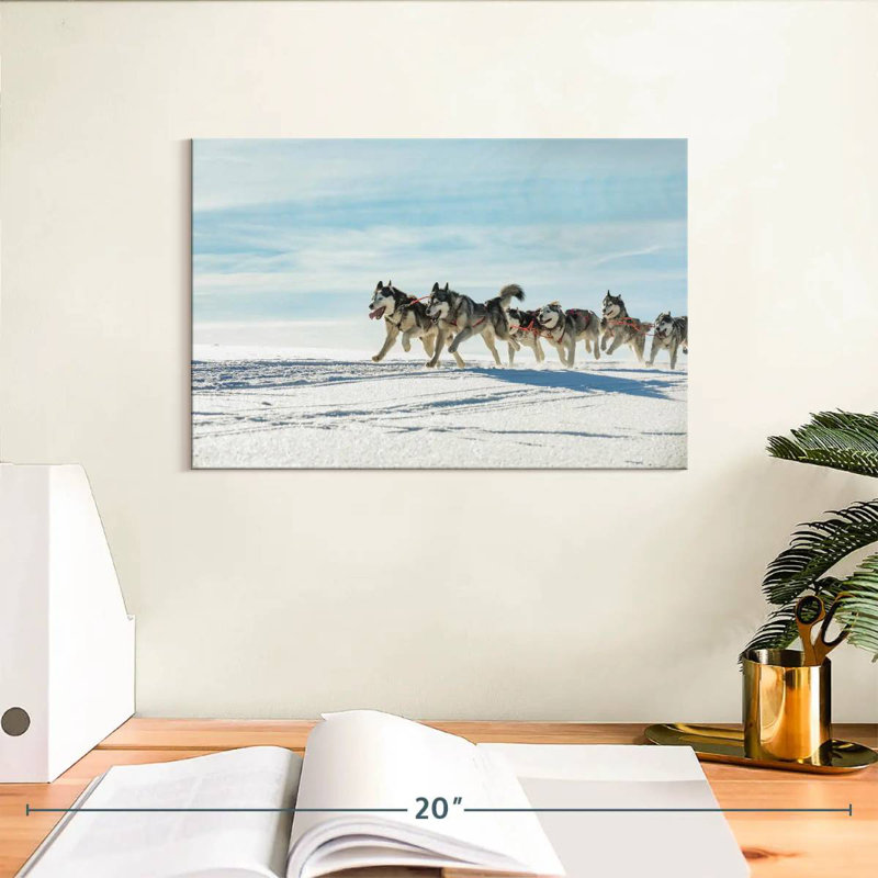 Winter Husky Sled Dogs, H 8 po x l 12 po