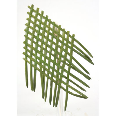 Napperon en plastique