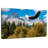 Grand Teton Eagle-107524244