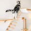 Escalier pour chat 2 pièces