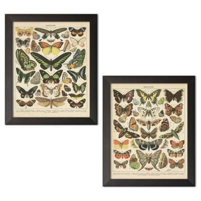 Popular Vintage French Types Of Papillons Butterflies by Gwendolyn Babbitt - 2 Piece Print on Canvas