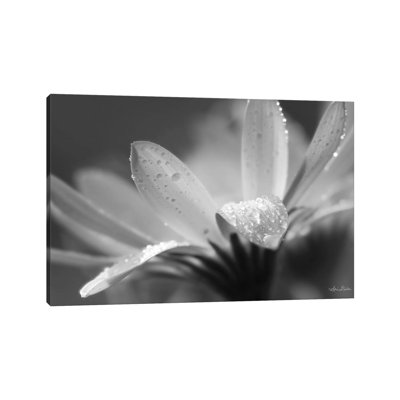Daisy by Lori Deiter - Wrapped Canvas Print