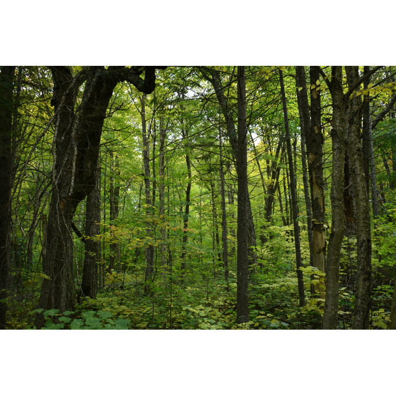 Forêt laurentienne, H 8 po x l 12 po