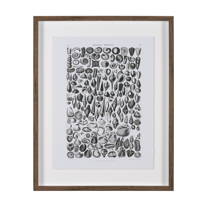 «Seagull Cove II» par Victoria Borges, reproduction d'art encadrée sous verre, Vie marine II
