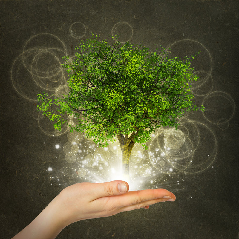 Green Tree A by Cherezoff - Wrapped Canvas Print, 30cm H x 30cm W