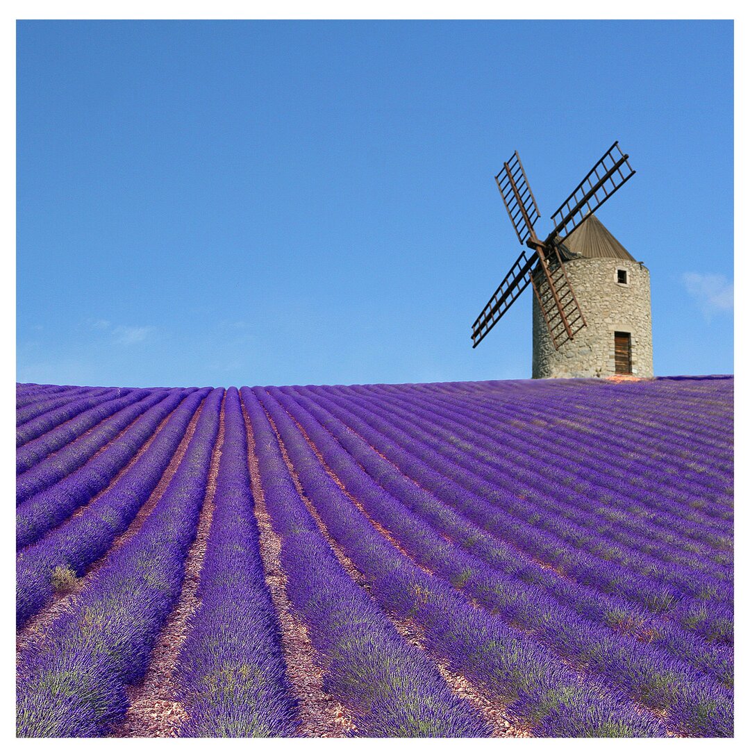 Seidenmatte Fototapete Blumen mit Lavendelduft